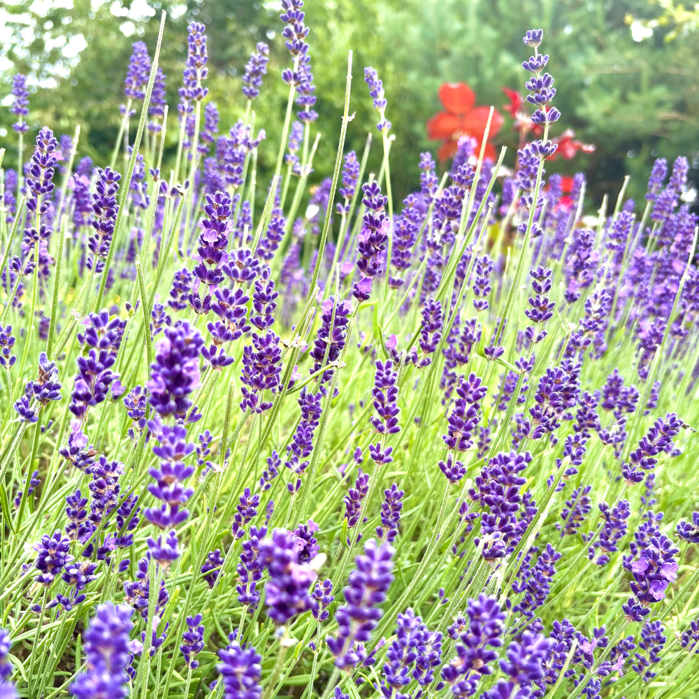Seed to Sip: The Story Behind Our Lavender Harvest