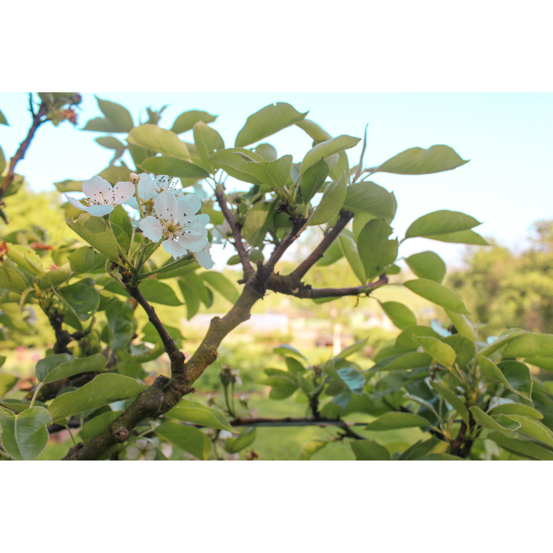 Organic Blossom for our award-winning London Dry Summer gin grown in Secret Garden Distillery garden