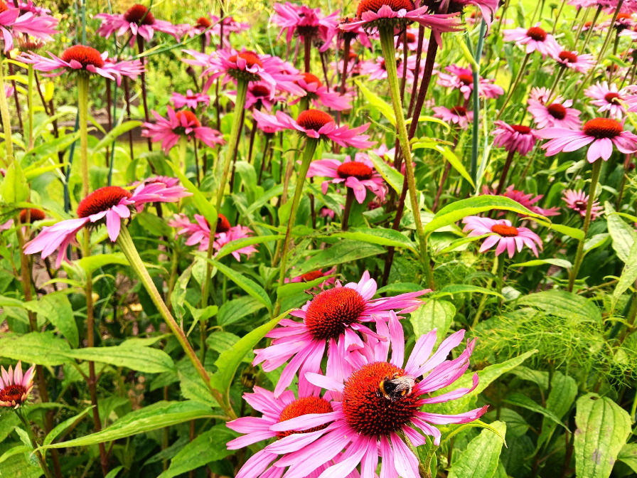 From Garden to Glass: August in Our Scottish Gin Garden