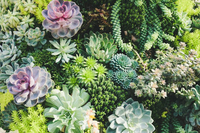 5 Tips For Indoor Succulent Care