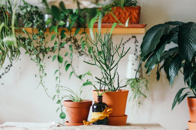 The Benefits Of House Plants