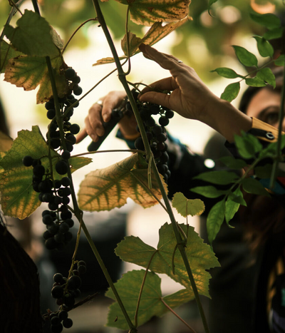 Introducing the Secret Garden Distillery's Pinot Noir Gin - A Wine-Lover's Gin Odyssey