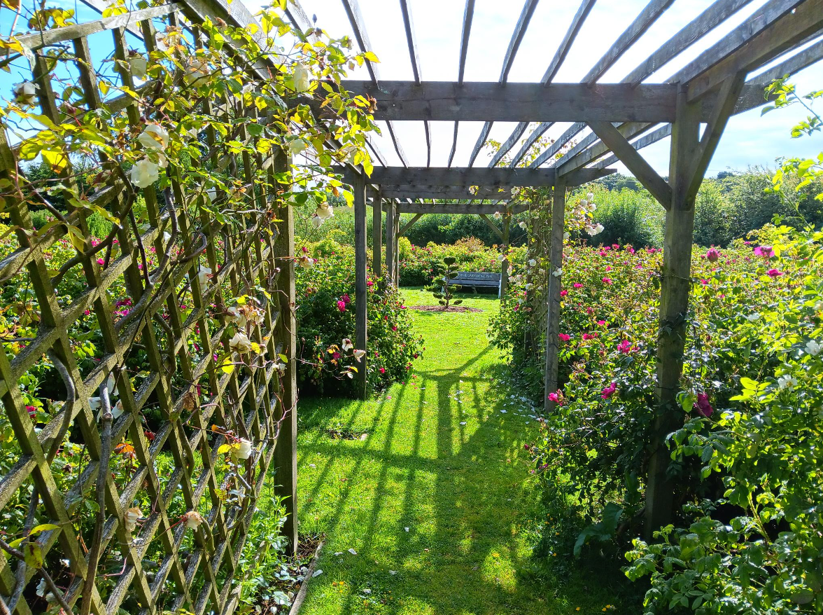 Secret Garden Distillery Rose Garden arbour June is the time the roses flower and are harvested for our luxury Rose Gin