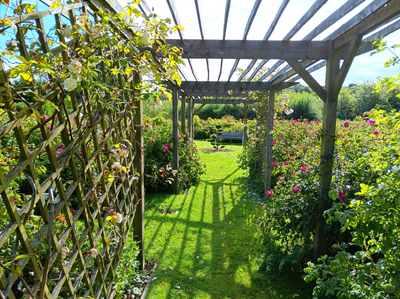 Our Garden in June 🐝🌿🌱🌳🌺