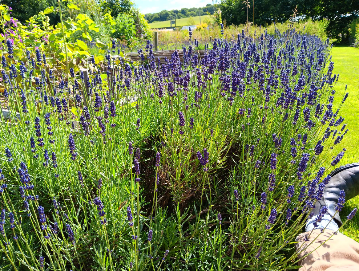 July is a time to harvest the lavender we use for our Lavender Gin