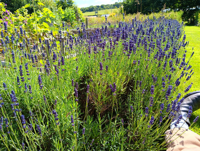 Our Garden in July 🪻🪻🪻