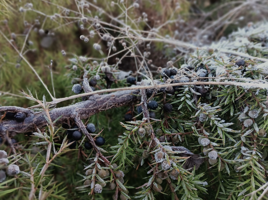 Secret Garden Distillery Garden grows beds of juniper the key ingredient in its ultra-premium gin