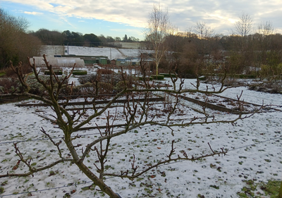 Our Garden In January ❄️🥶❄️