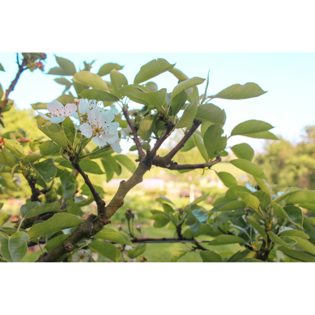 Pear blossom at the Secret Garden Distillery is collected and forms the basis of our premium luxury gin: the Summer London Dry gin