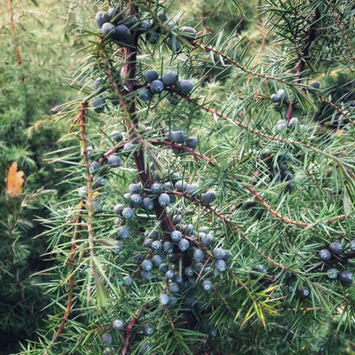 The link between Juniper and the festival of Samhain